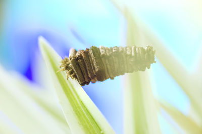 Close-up of blue flowering plant