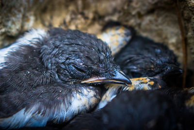 Close-up of a bird