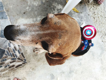 High angle view of a dog