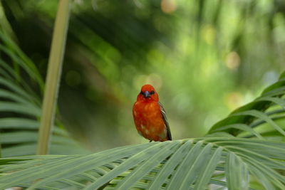 Close-up of bird perching on plant