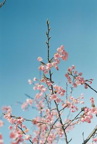 Low angle view of flower tree against sky