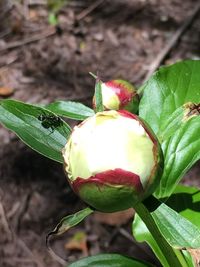 Close-up of insect on fruit