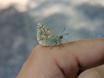 Cropped hand holding butterfly