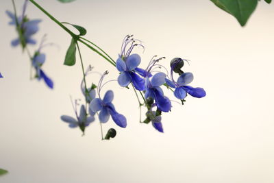Close-up of purple flowering plant against white background