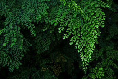Close-up of fresh green plants