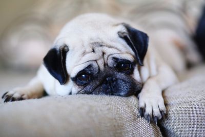 Close-up portrait of pug sitting on sofa