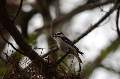 Bird perching on a tree