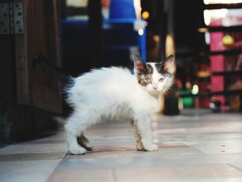 Portrait of cat standing on tiled floor