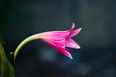 Close-up of pink lily flower