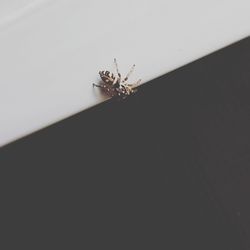 Close-up of spider