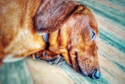 Close-up of a dog sleeping