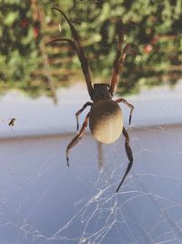 Close-up of spider on web