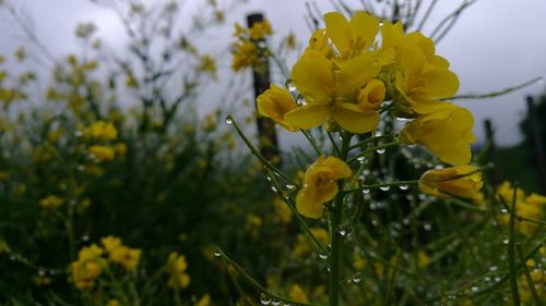 Close-up of yellow flowers