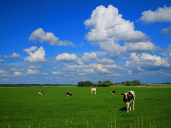 Cows grazing in a field