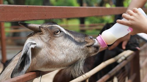 Close-up of hand holding cow