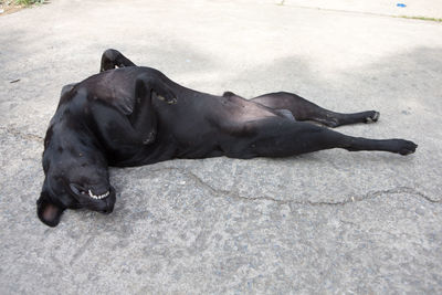 High angle view of dog sleeping on street