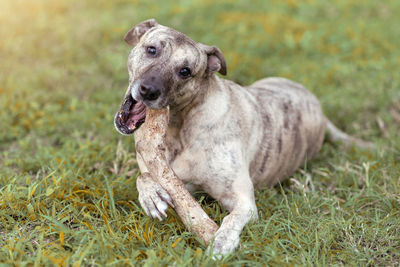 Dog looking away on field