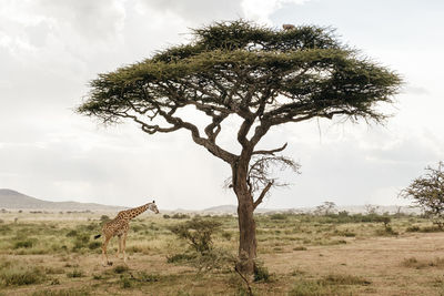 Giraffes on tree against sky