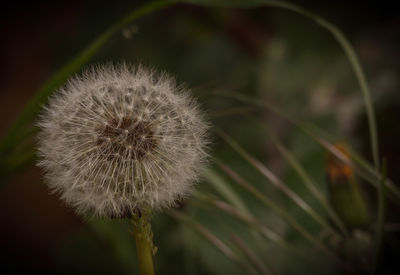 Close-up of dandelion flower