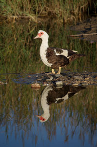 Duck swimming in lake