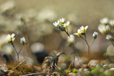 Close-up of white flowering plants on field