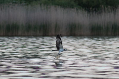 Bird flying over lake