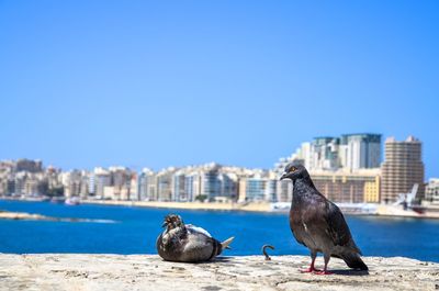 Street pigeons in sliema, malta