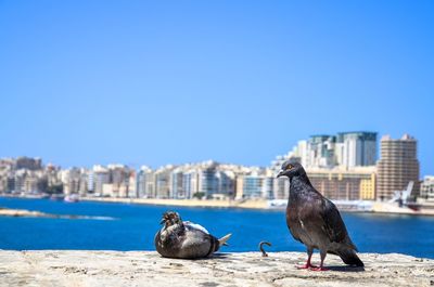 Seagulls perching on retaining wall by sea against clear blue sky