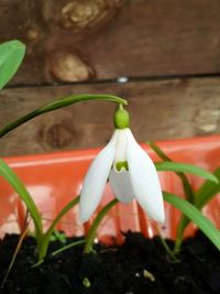 Close-up of white flowering plant