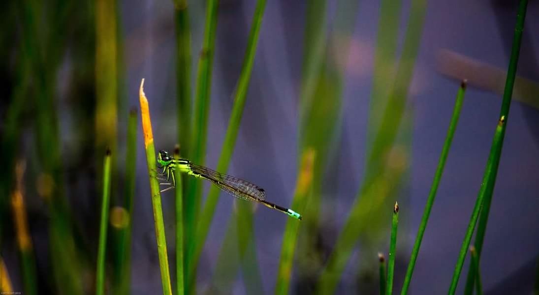 grass, green color, blade of grass, plant, close-up, nature, focus on foreground, growth, field, selective focus, beauty in nature, stem, day, outdoors, no people, green, grassy, tranquility
