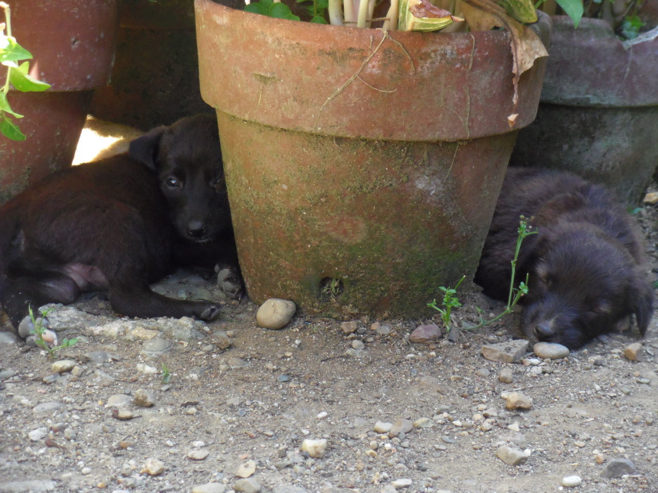 BLACK DOG LYING ON A CAT