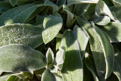 Close-up of succulent plant leaves