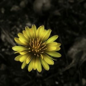 Close-up of yellow flower blooming