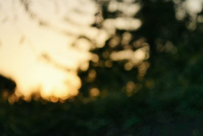 Defocused image of trees at night