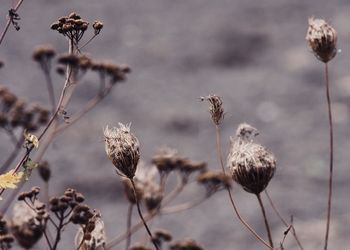 Close-up of dry thistle flowers