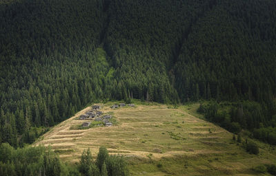 Dirt road amidst trees in field