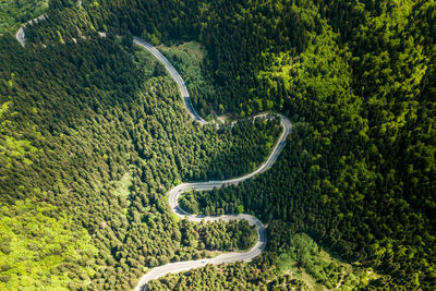 Aerial view of road amidst forest