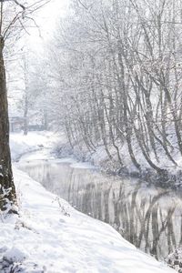 Bare trees on snow covered landscape