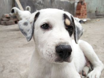 Close-up portrait of dog