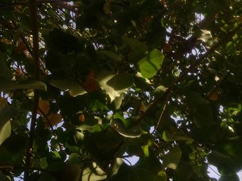 Low angle view of tree