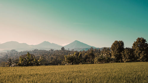 Scenic view of field against clear sky