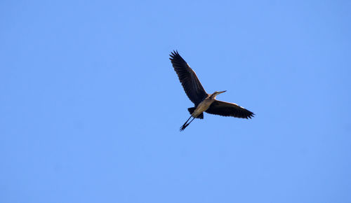 Low angle view of eagle flying against clear blue sky