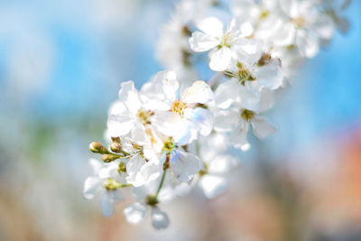 Close-up of white cherry blossoms