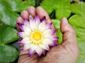 Close-up of hand holding purple flower