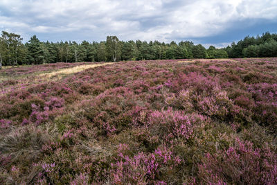 Purple flowering plants on field against sky