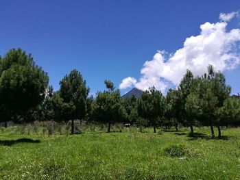 Trees on field against blue sky