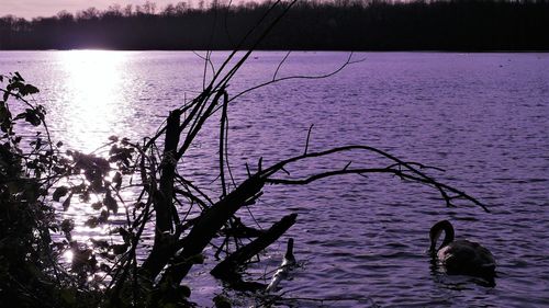 Silhouette tree by lake against sky during sunset