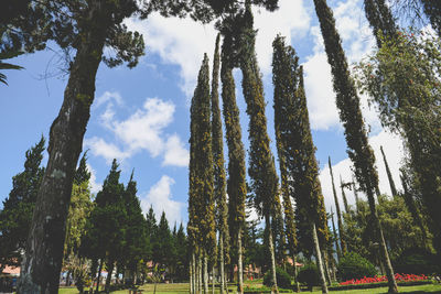 Low angle view of bamboo trees in forest against sky