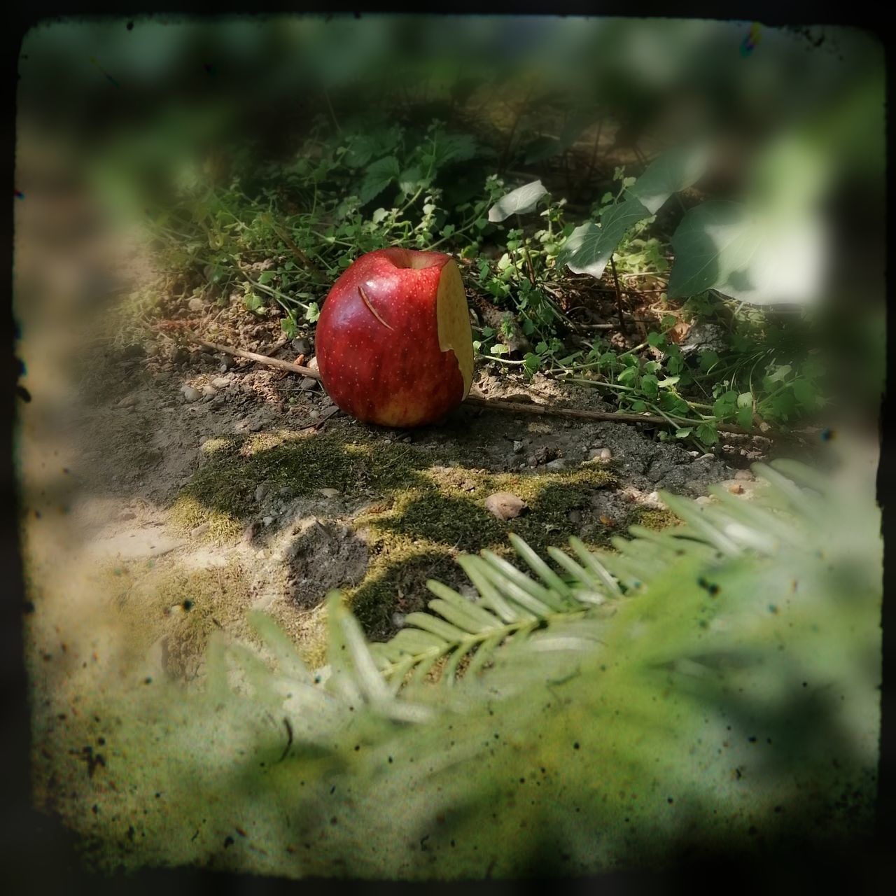 CLOSE-UP OF FRESH FRUIT ON FIELD