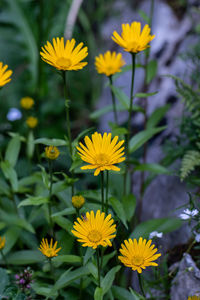 Close-up of yellow flowering plant